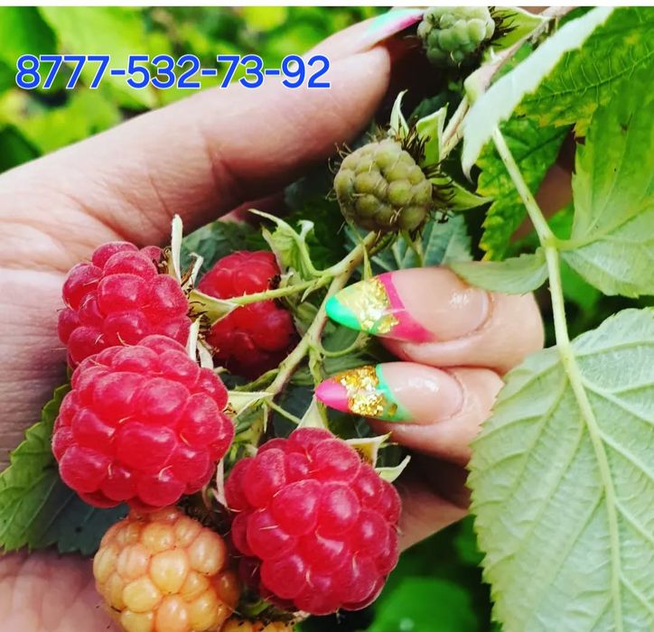 Саженцы Малины крупной домашней