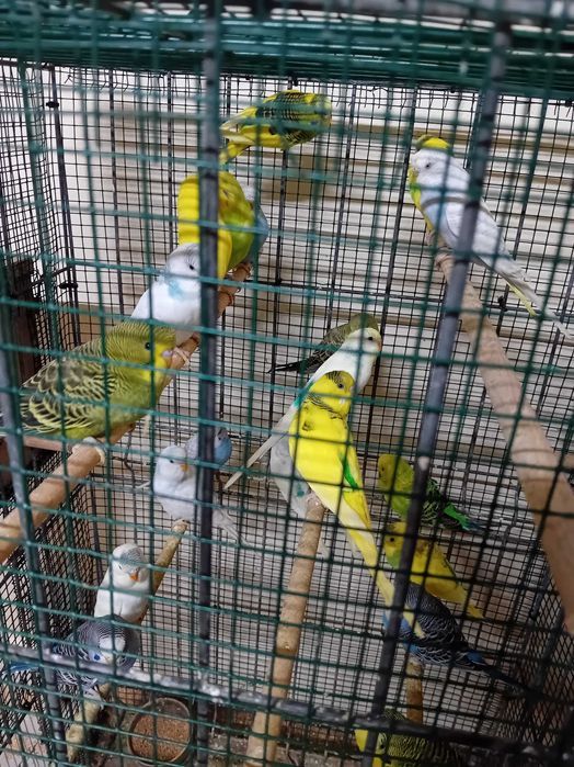 Papagali perusi maturi si pui