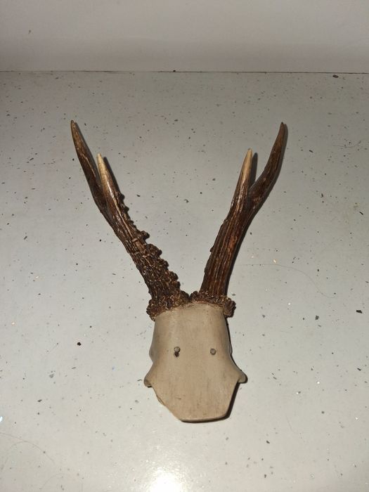 Trofeu Coarne caprior