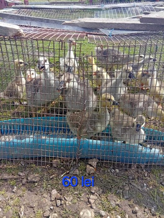 Vând boboci gâscă