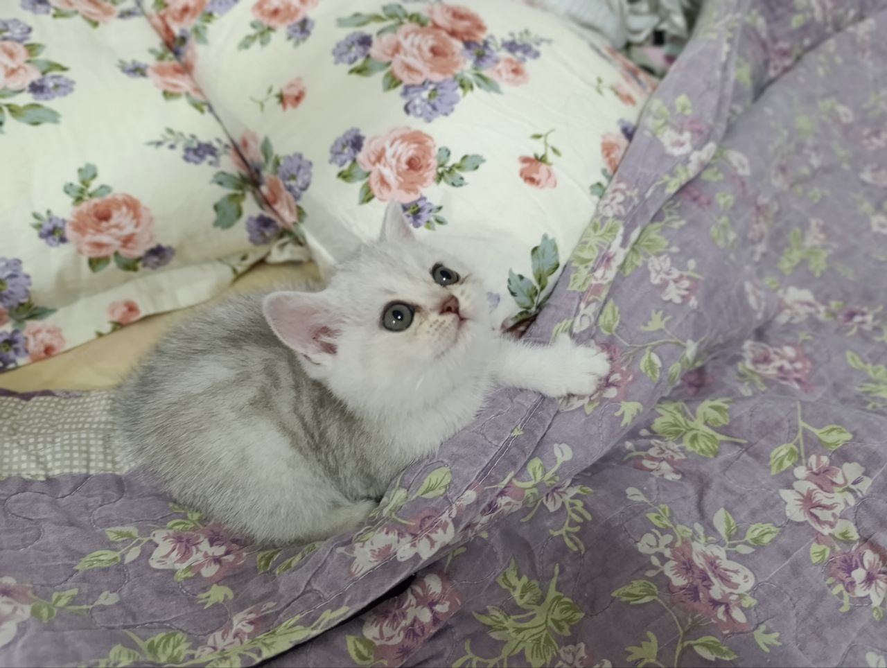 Серебристая шиншилла