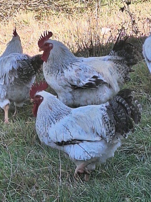 Cocosi Monaco agroland