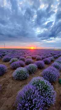 Lavanda soi Bulgaresc