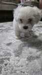 Catel Bichon Maltez