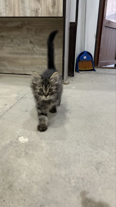 Котенок, домашний