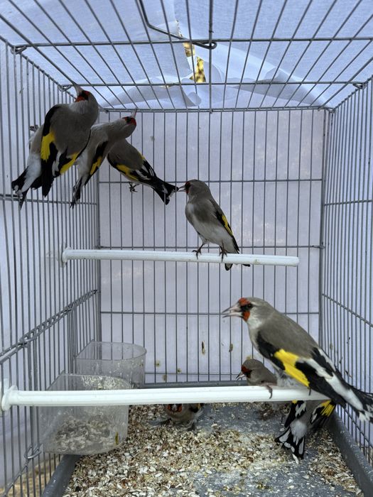 Шегол пепель мошный