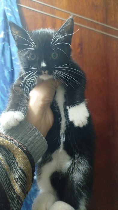 Отдам котенка в хорошие руки