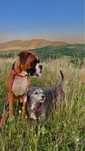 Pet sitter/ingrijitor animale/bone pentru animale
