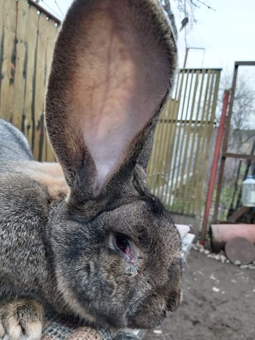 Vând iepuri Uriaș German