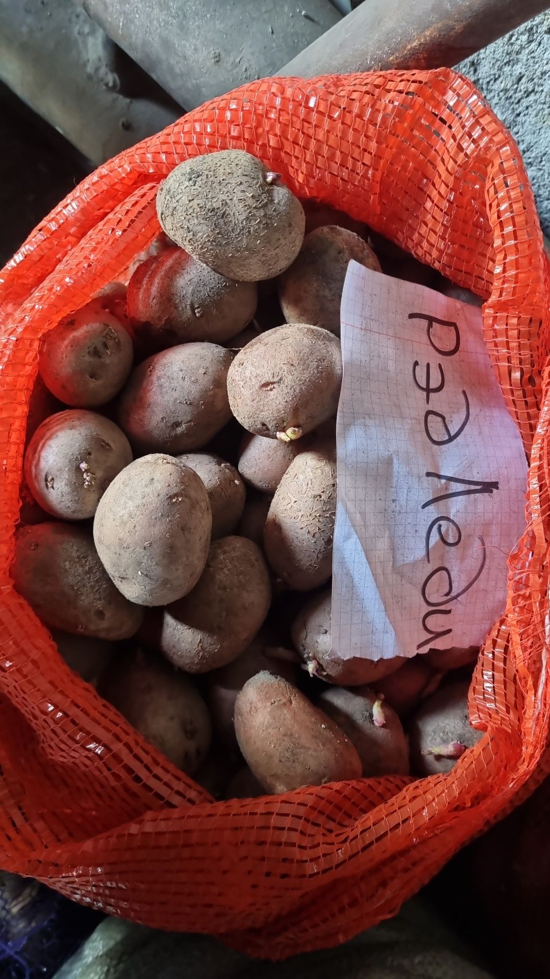 Продам семена картофеля