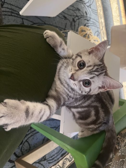 Скоттиш страйт кот