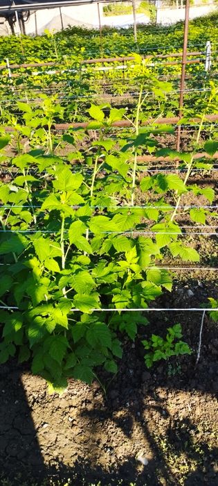 Малина кучатлари  сорт "карамелька"