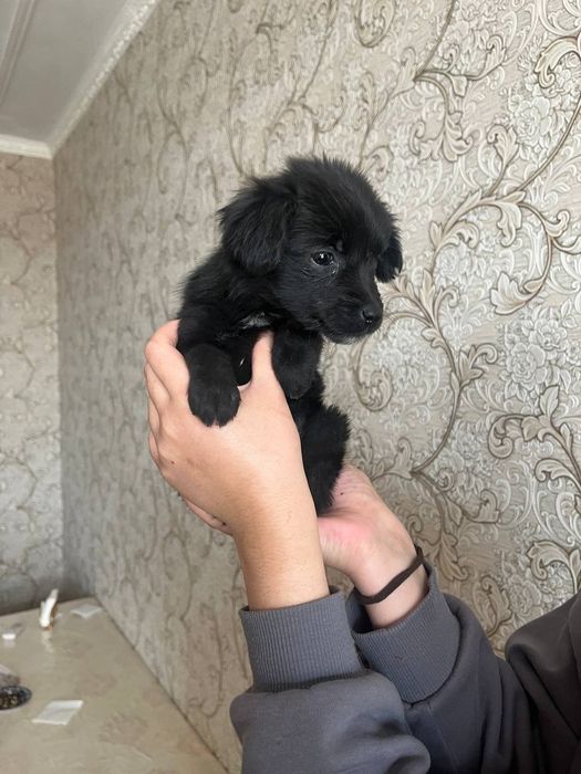 Хадияга кучукча 2 ойлик