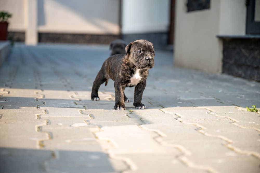 Rezervare femela cane corso