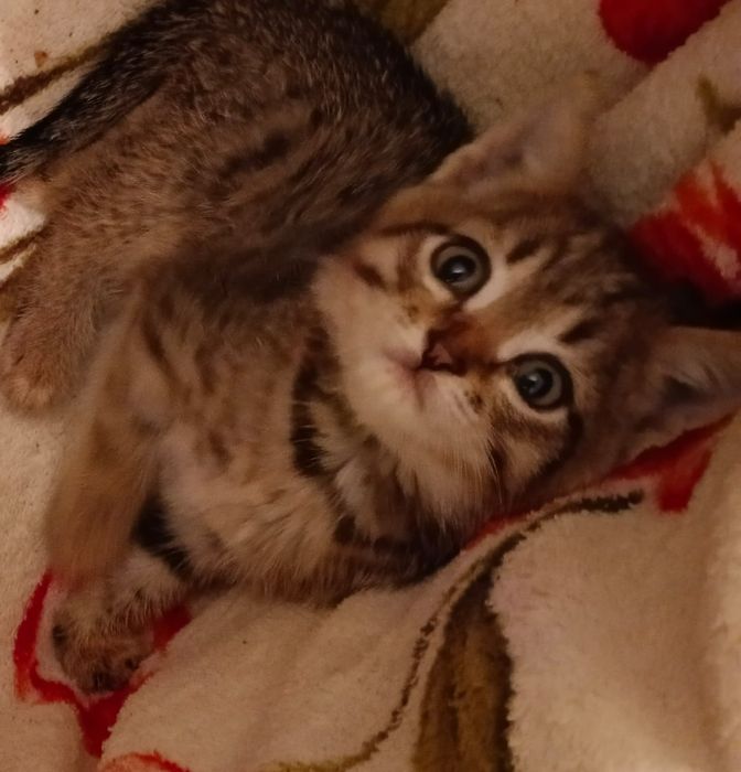 Отдам  котят мальчики  1.5  месяцев