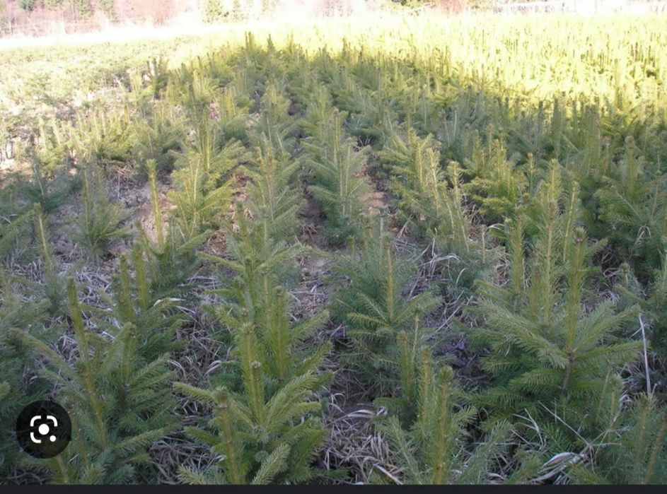 Puieți. Pin molid brad mesteacăn fag paltin tei plop carpân frasân sal