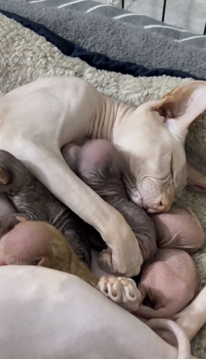 Бронь котят сфинкса