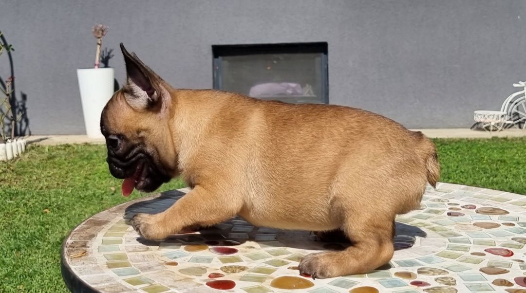 Bulldog francez femela pedigree