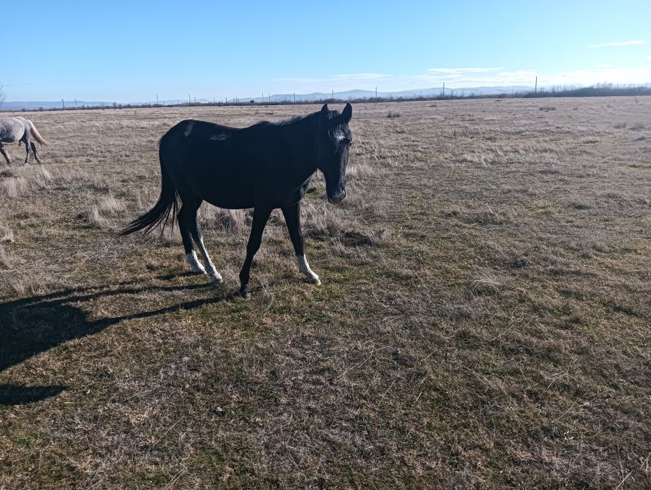 Vând mânză de lipițan pedigree în vârstă de 1 an echitație trasura