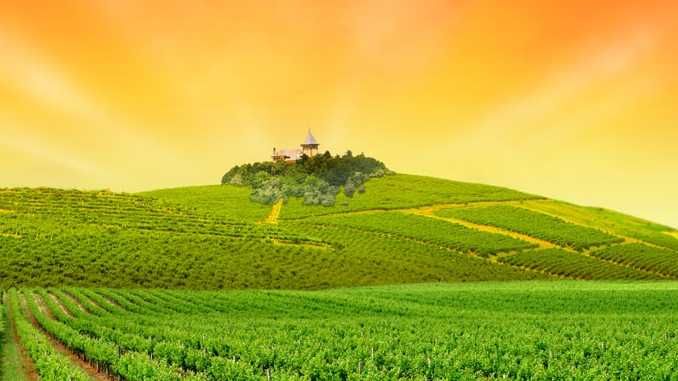 Struguri COTNARI de vin - Feteasca Grasa Francusa COTNARI
