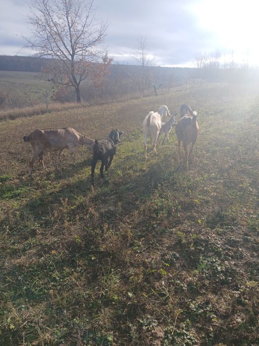 Vind o ieduta de trei luni sau schimb cu un tap tot anglonubian