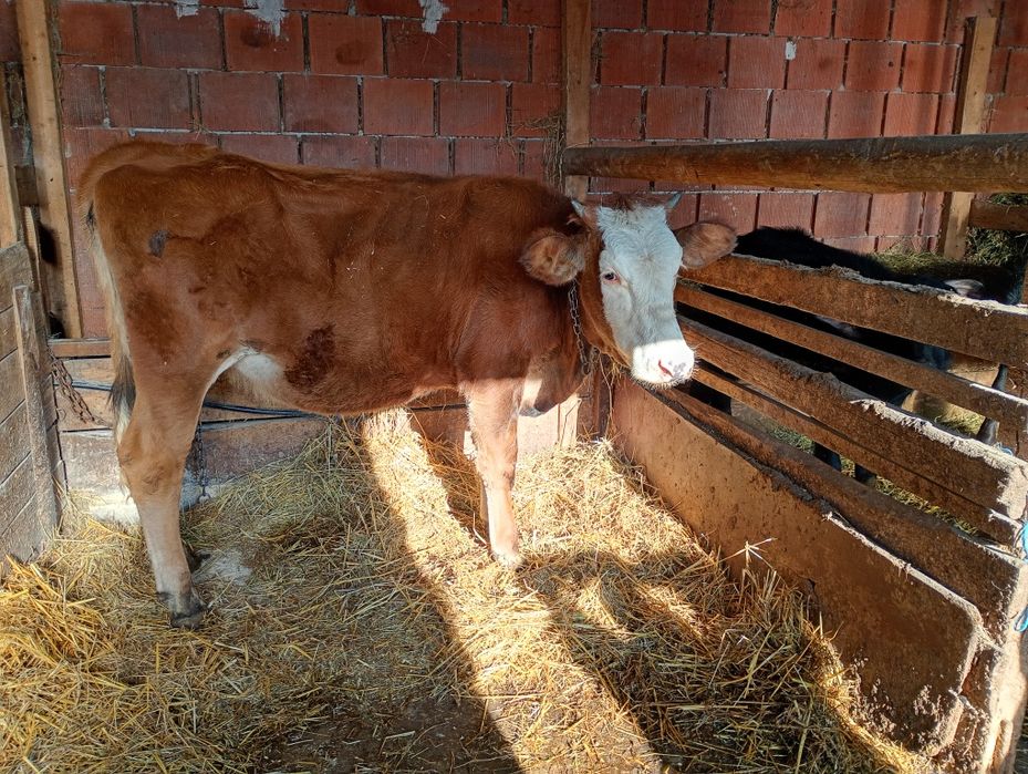 Vând juninca bălțată românească