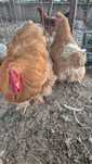 Vand cochinchina urias la 1000ron