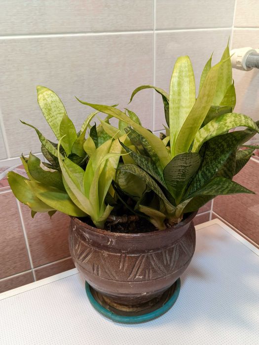 Растение       .