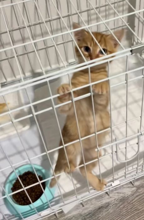 Домашние котята рыжие