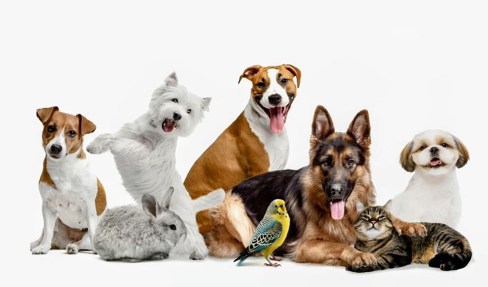 Animale de companie - TRANSPORT