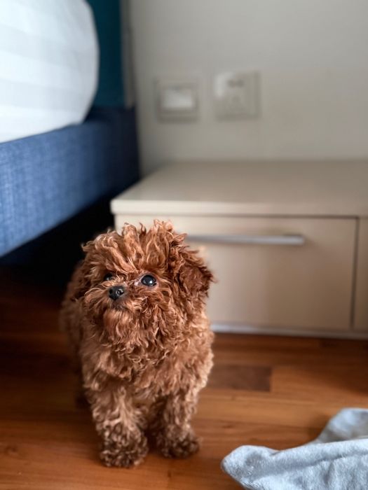 Femela pudel mini teacup roșu