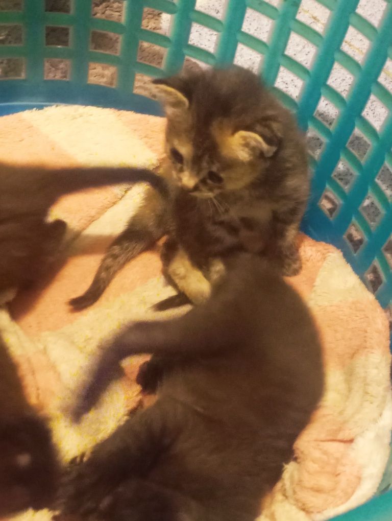 Котята, 3 девочки