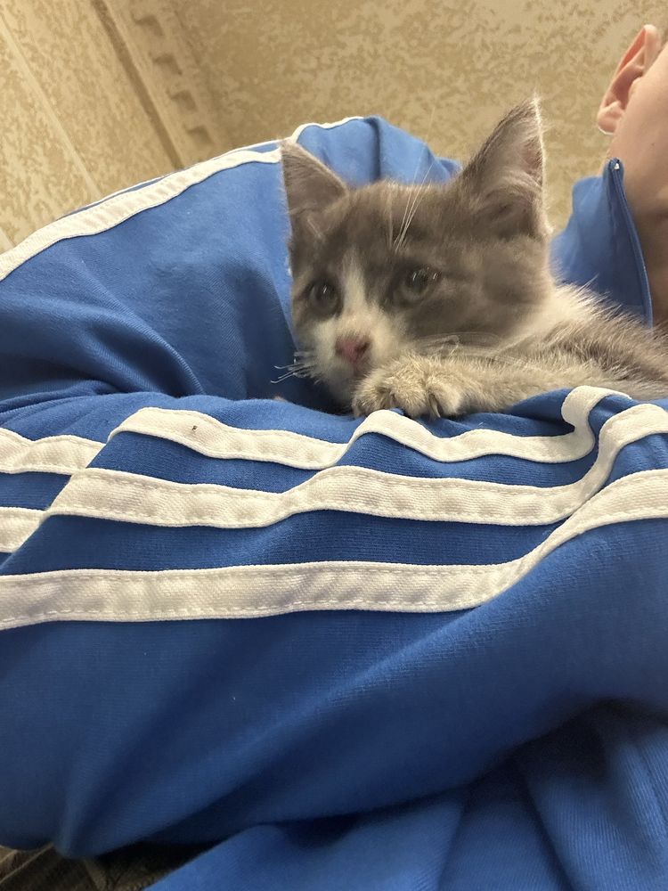 Котенок в добрые руки