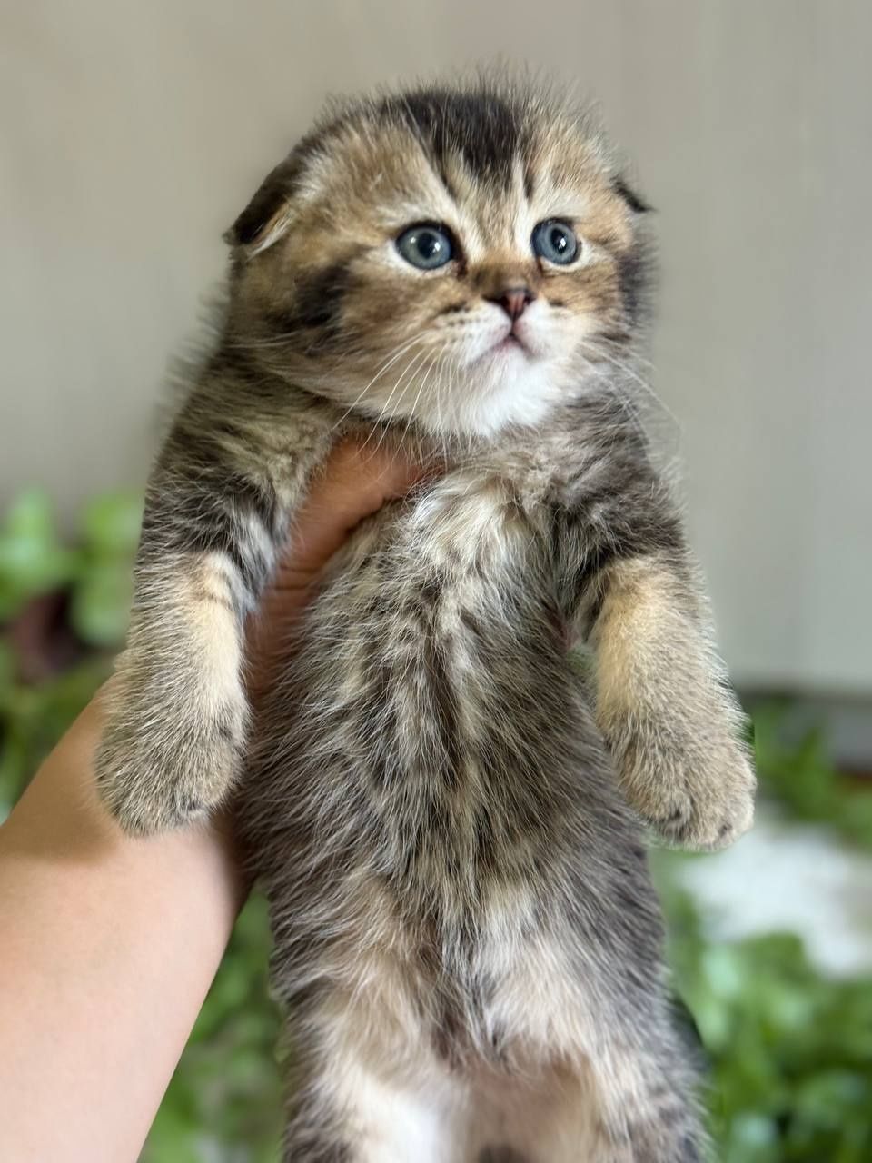 скотиш фолд и страйт тигровые шиншилла табби