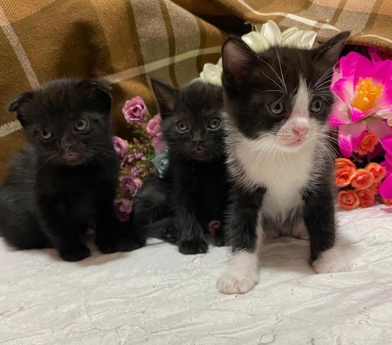 Продаю красивые котята