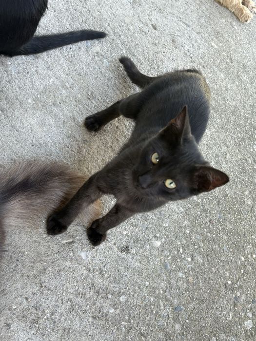 Donez 3 motanei cu varsta de 2 luni