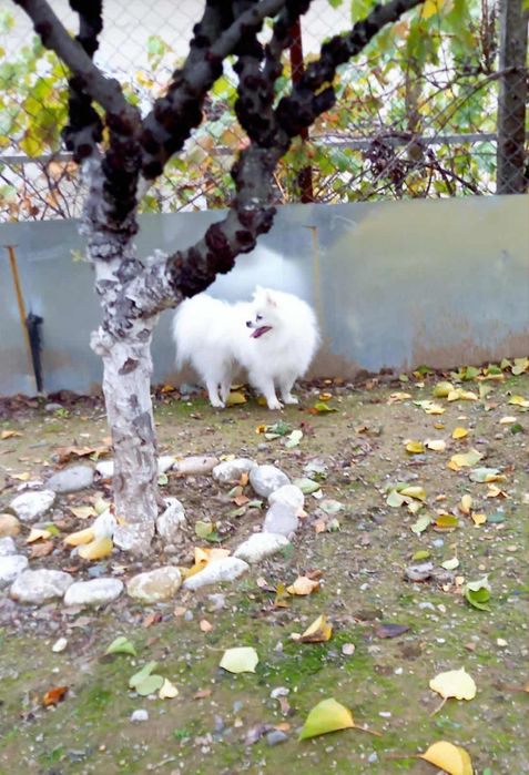 Продавам Померани - мъжки Реални снимки и мини шпиц