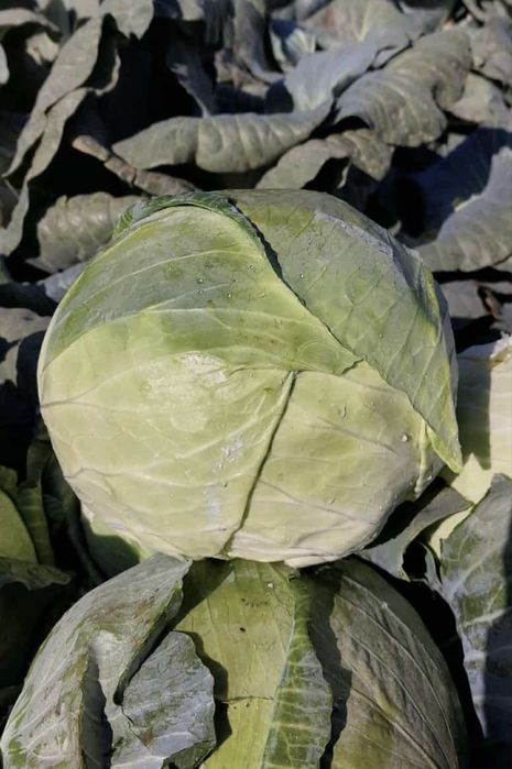 Зеле сорт Марлуу