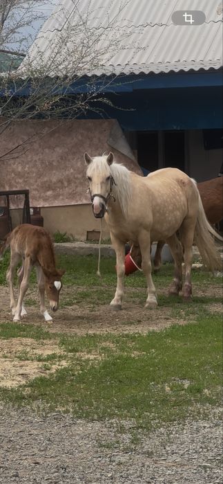 Биі сатылады соғымға или қолға ұстауга да келед