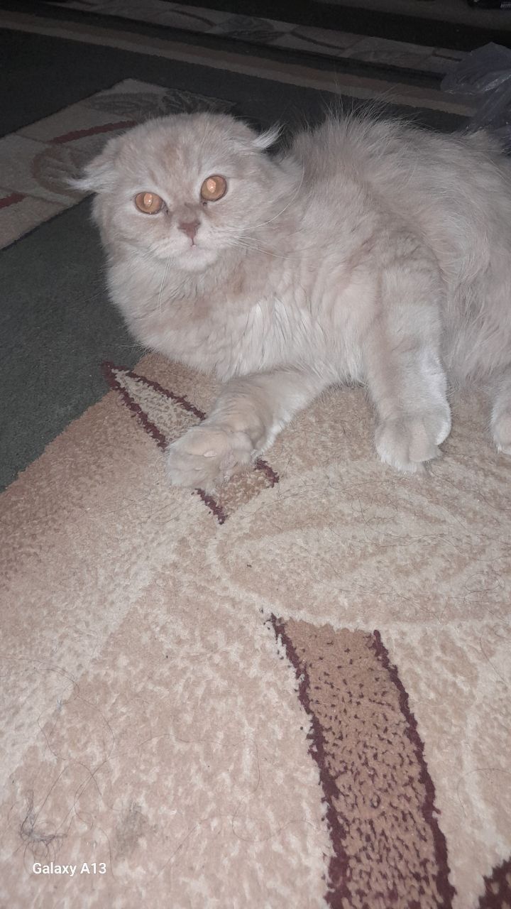 Mushuk qimmati 300