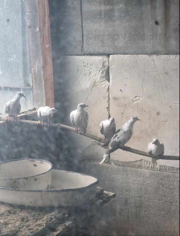 Продавам Скумруци
