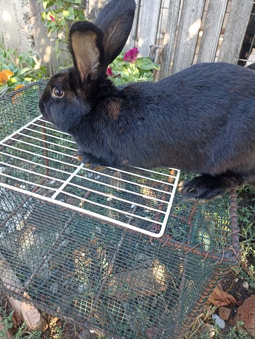 Vând Iepure de rasă