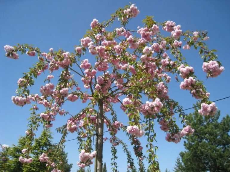 Cires japonez ( prunus serrulata ) 3m