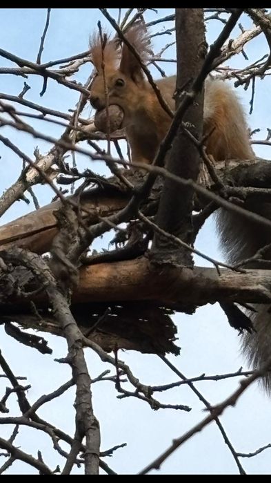 Продам грецкий орех