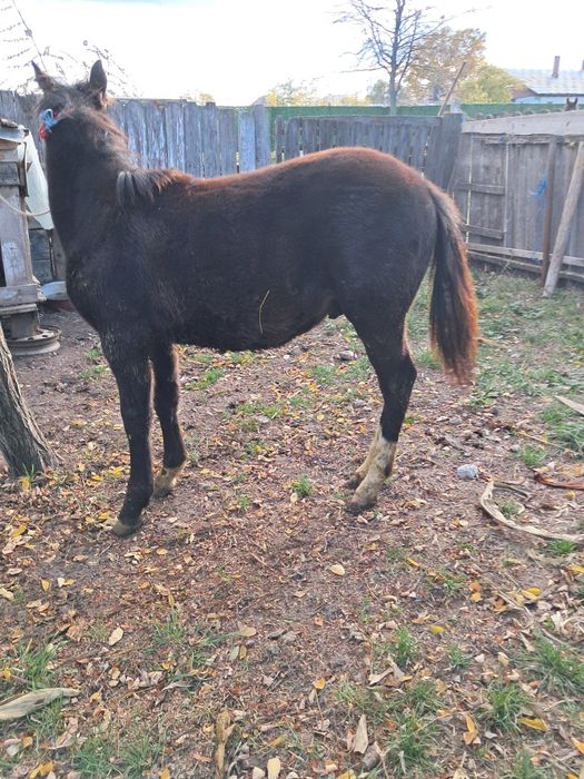 De vinzare mînz de 4 luni