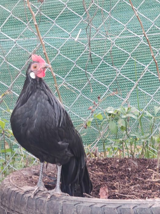 Pheonix pitic tineret