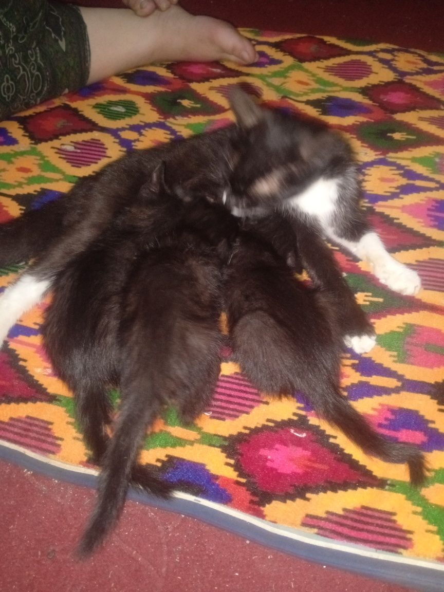 mushuk bolalari bor 3 tasi qopqora 1 tasi oq aralaw