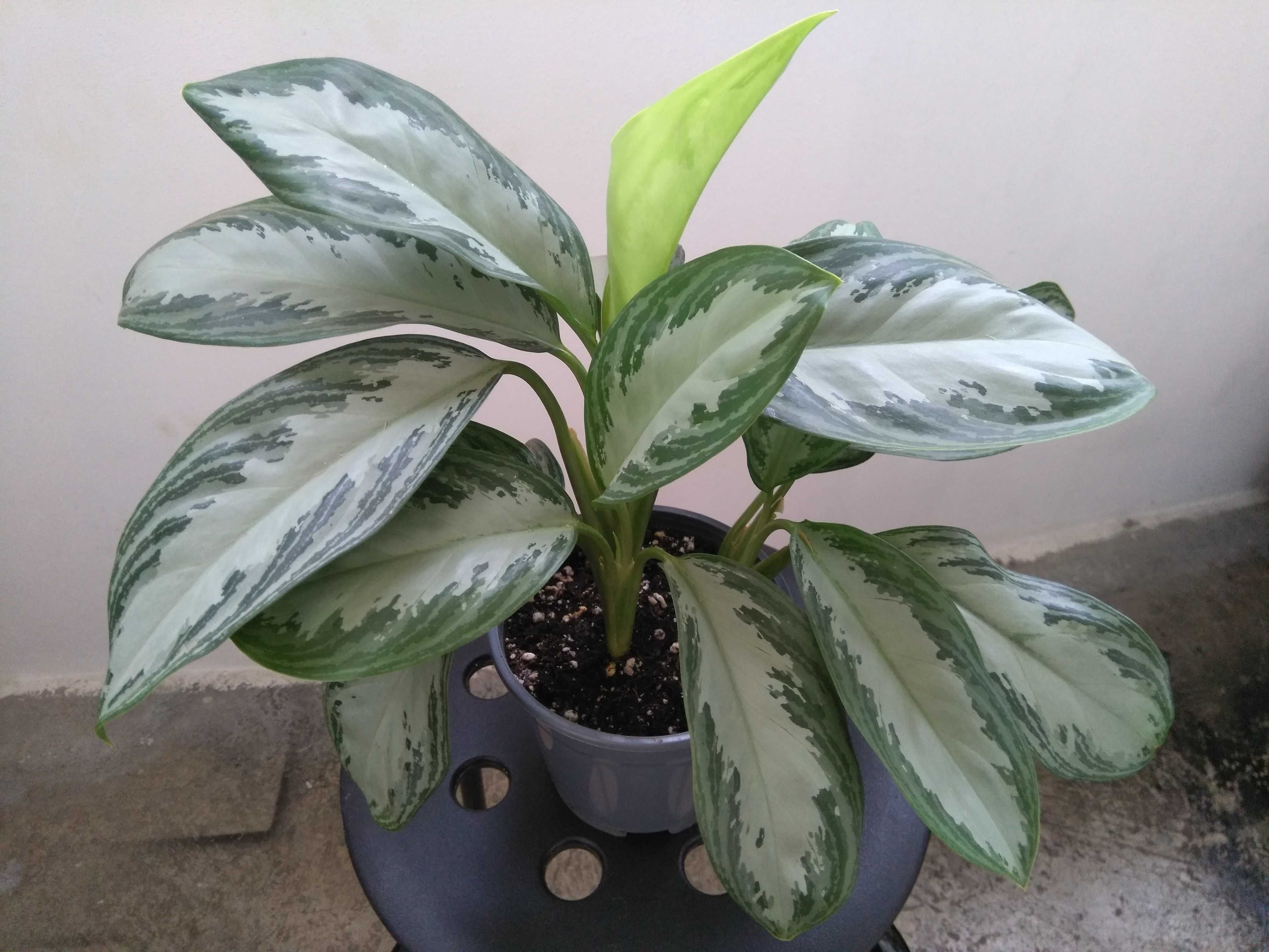 Plante deco Aglaonema Silver Palmier colorat Limba soacrei Dracaena