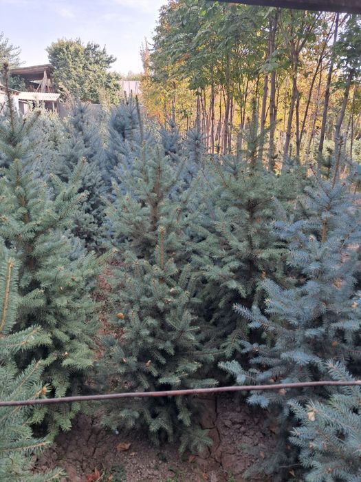 Archa goluboy, serebrestiy Ель голубая - chiroy sifat narx uygunligi