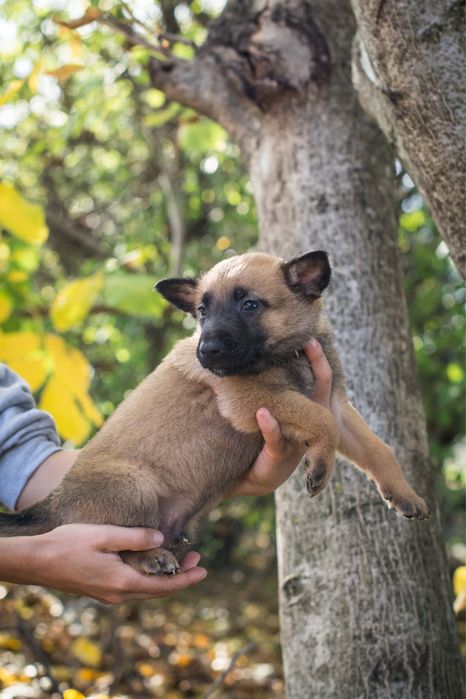 Ciobanesc Belgian Malinois cu Pedigree